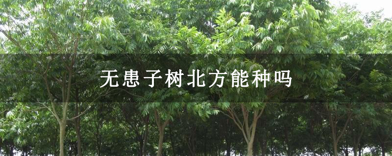 无患子树北方能种吗 无患子树北方能种吗