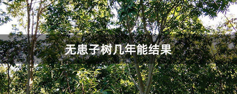 无患子树几年能结果 无患子树几年能结果