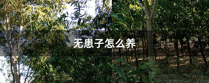 无患子怎么养 无患子怎么养