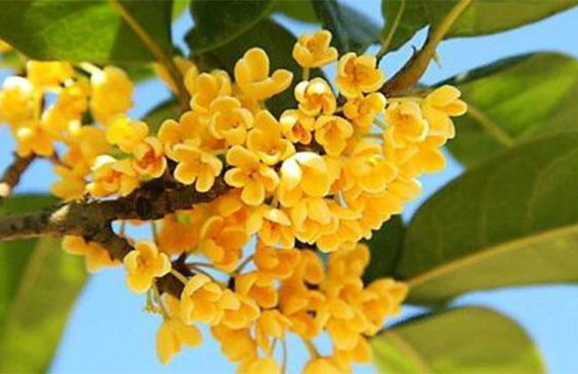 桂花的价格多少钱一棵?桂花种植方法和注意事项 桂花的价格多少钱一棵?桂花种植方法和注意事项