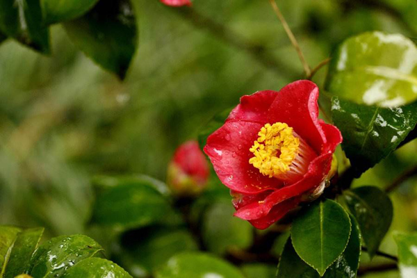 茶花 茶花
