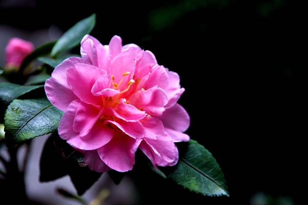 茶花 茶花