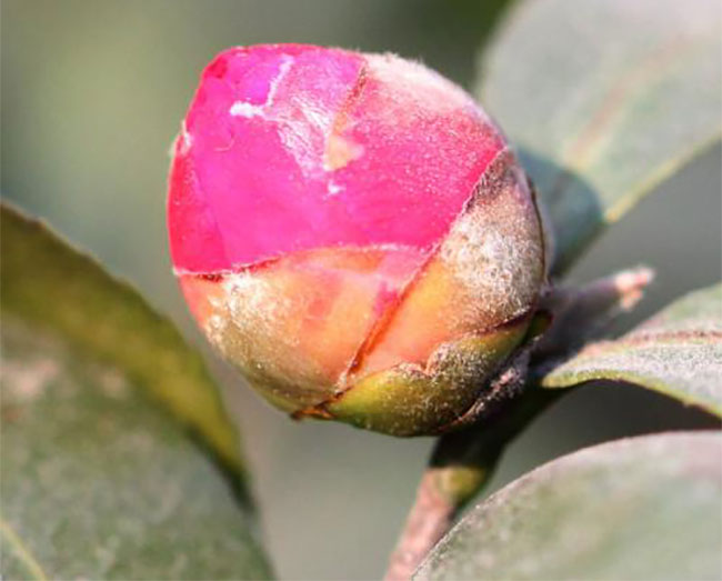 茶花 茶花