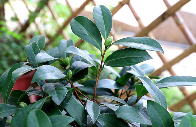 茶花 茶花