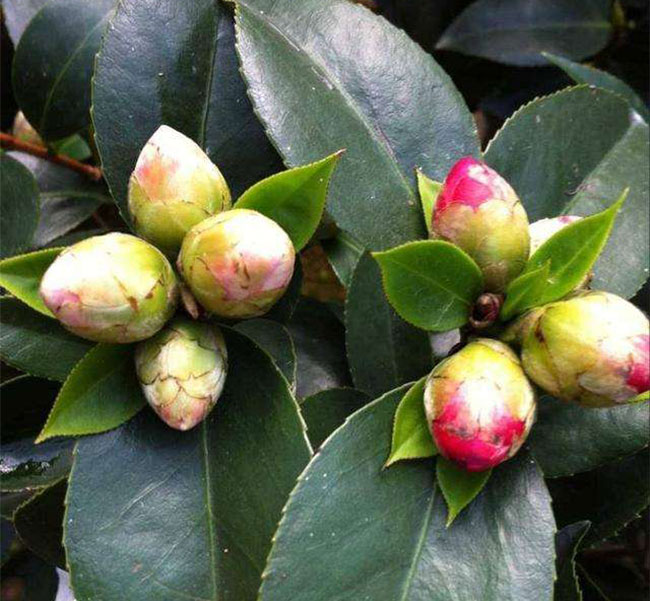 茶花 茶花