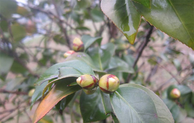 茶花 茶花
