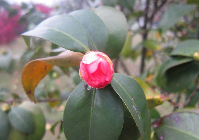 茶花 茶花