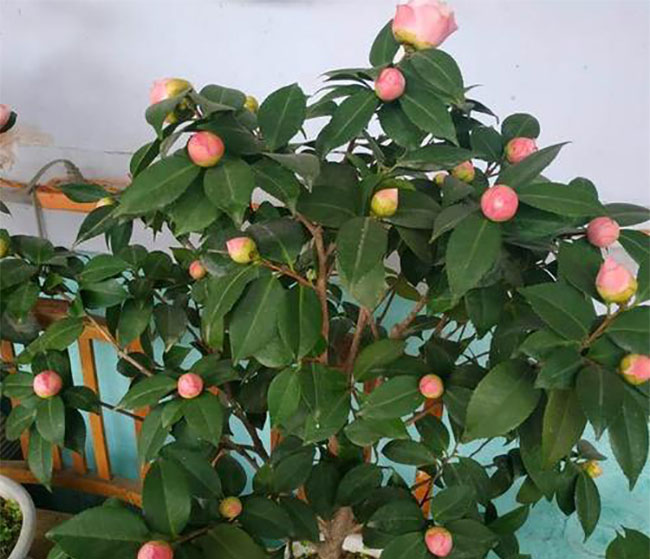 茶花3.jpg 茶花3.jpg
