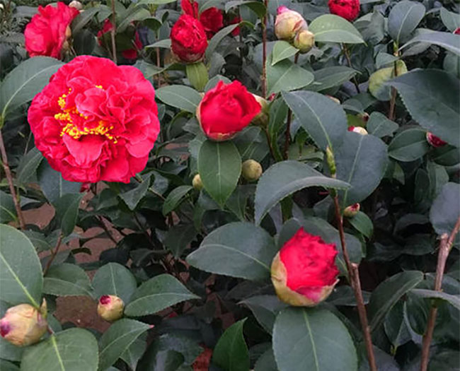 茶花 茶花