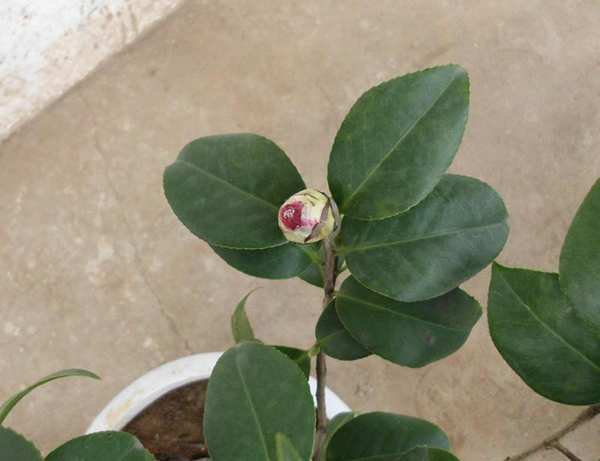 茶花小苗 茶花小苗