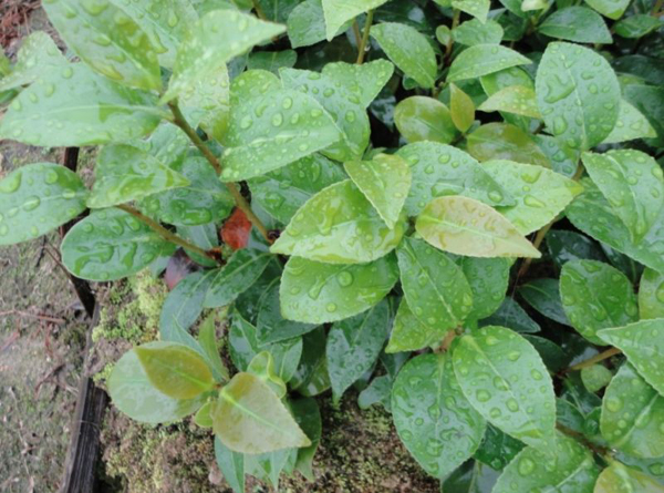 茶花小苗 茶花小苗