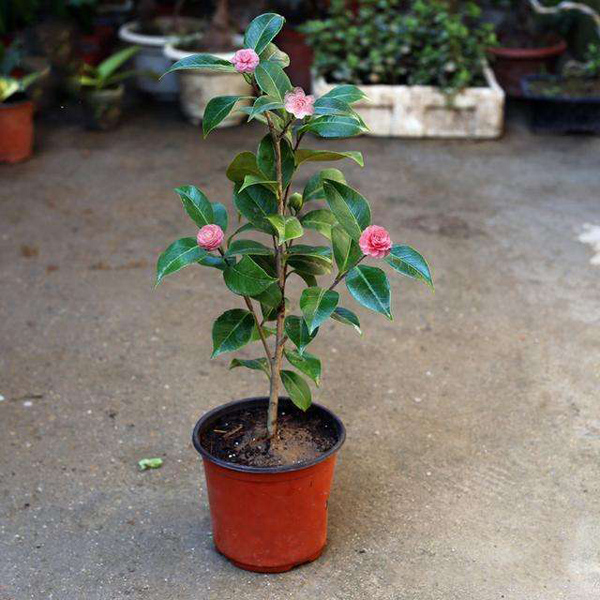 茶花盆栽 茶花盆栽