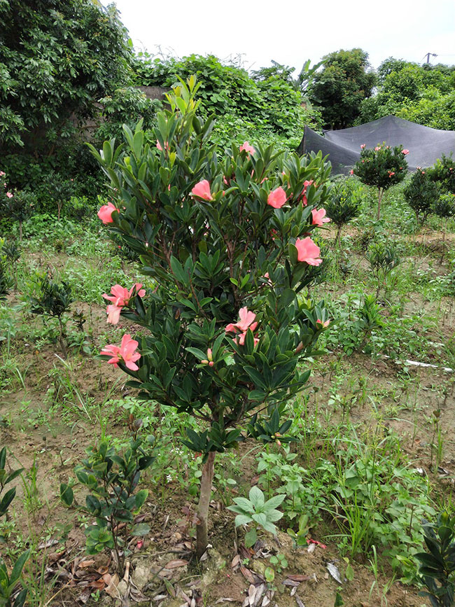 茶花 茶花