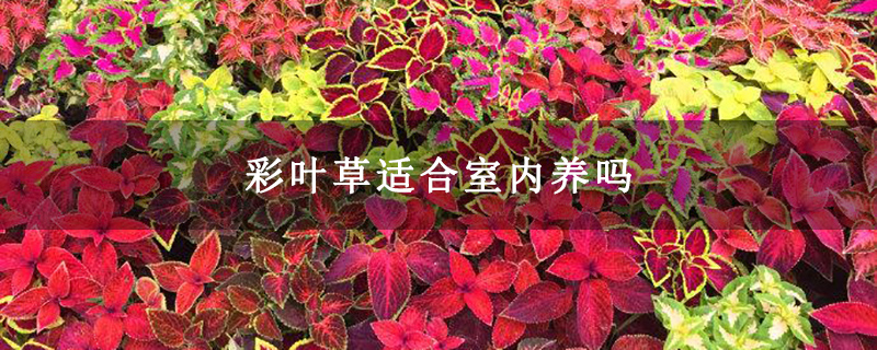 彩叶草适合室内养吗