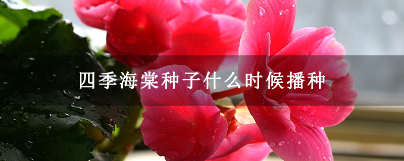 四季海棠种子什么时候播种 四季海棠种子什么时候播种