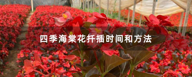四季海棠花 四季海棠花