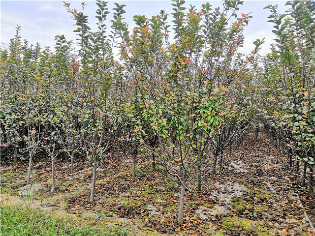 沭阳长景园林北美海棠种植基地实拍图片 沭阳长景园林北美海棠种植基地实拍图片