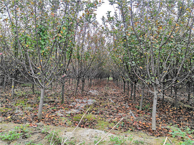 沭阳长景园林北美海棠种植基地实拍图片 沭阳长景园林北美海棠种植基地实拍图片