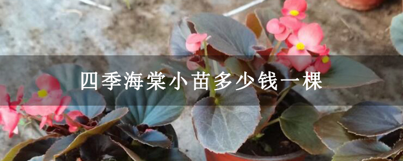 四季海棠小苗多少钱一棵 四季海棠小苗多少钱一棵