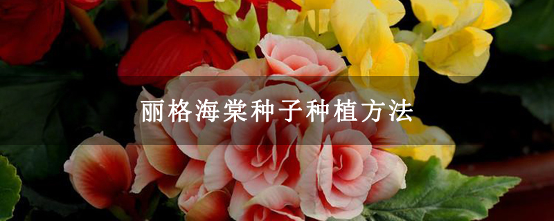 丽格海棠种子种植方法 丽格海棠种子种植方法