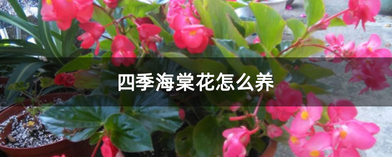 四季海棠花怎么养 四季海棠花怎么养