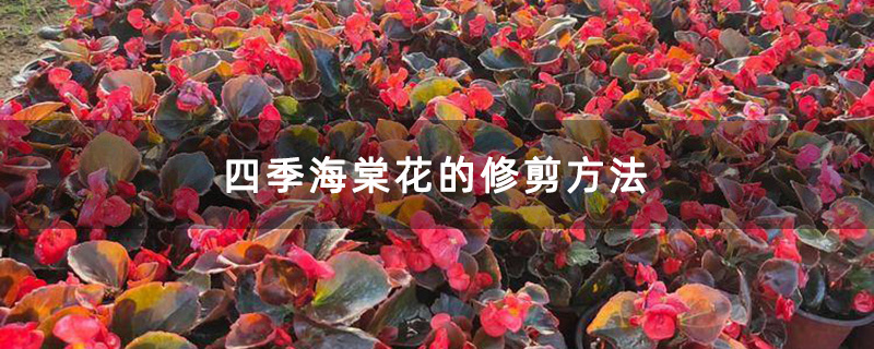 四季海棠杯苗 四季海棠杯苗