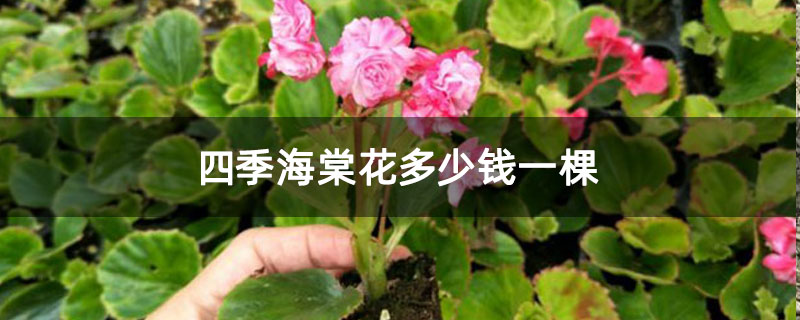 四季海棠花多少钱一棵 四季海棠花多少钱一棵