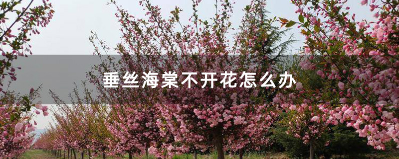 垂丝海棠花 垂丝海棠花