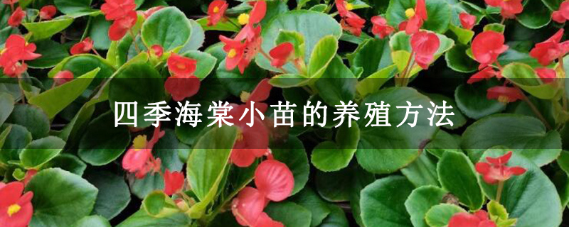 四季海棠小苗的养殖方法 四季海棠小苗的养殖方法