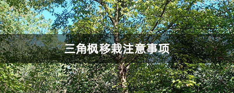 三角枫移栽注意事项 三角枫移栽注意事项