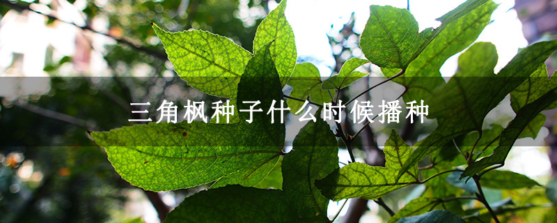 三角枫种子什么时候播种 三角枫种子什么时候播种