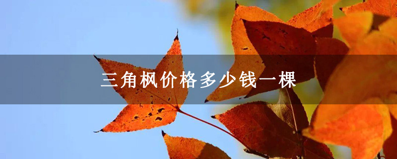 三角枫价格多少钱一棵 三角枫价格多少钱一棵