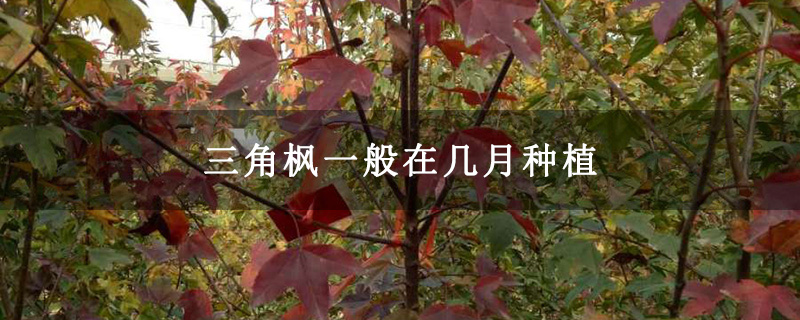 三角枫一般在几月种植 三角枫一般在几月种植