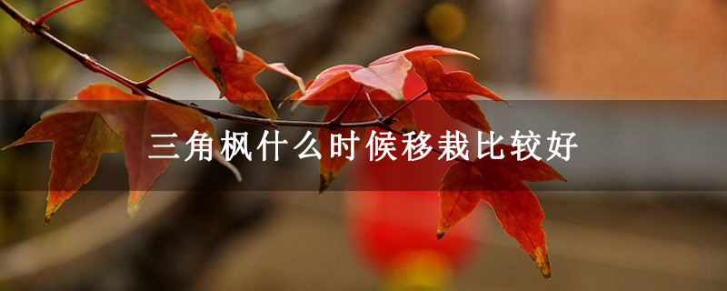 三角枫什么时候移栽比较好 三角枫什么时候移栽比较好