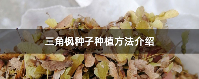 三角枫种子种植方法介绍 三角枫种子种植方法介绍