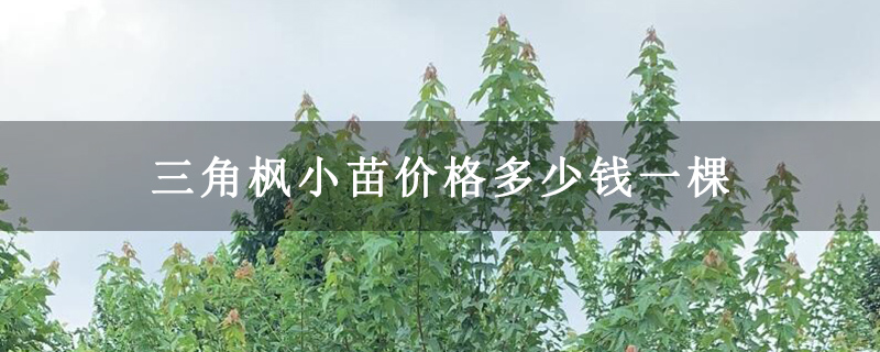 三角枫小苗价格多少钱一棵 三角枫小苗价格多少钱一棵