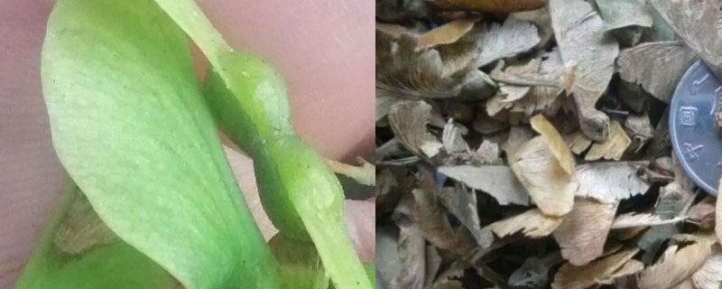6公分三角枫价格多少钱一棵 6公分三角枫价格多少钱一棵