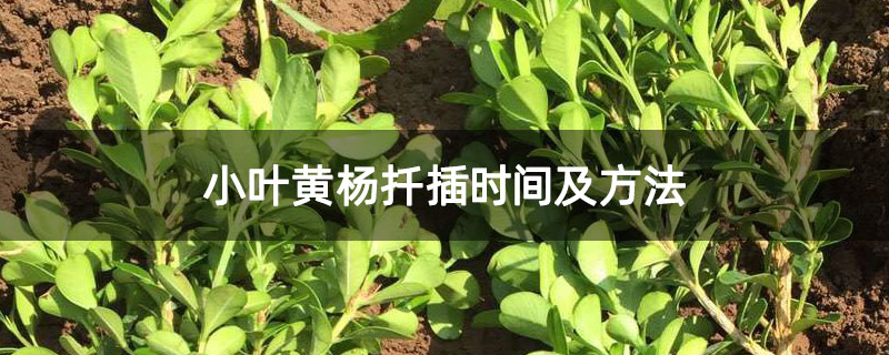 小叶黄杨扦插时间及方法 小叶黄杨扦插时间及方法