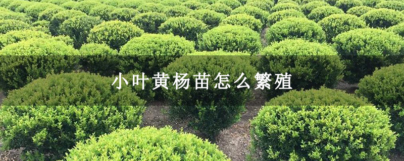 小叶黄杨苗怎么繁殖 小叶黄杨苗怎么繁殖
