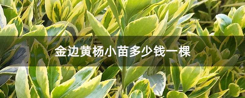 金边黄杨小苗多少钱一棵 金边黄杨小苗多少钱一棵