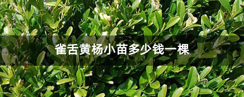 雀舌黄杨小苗多少钱一棵 雀舌黄杨小苗多少钱一棵
