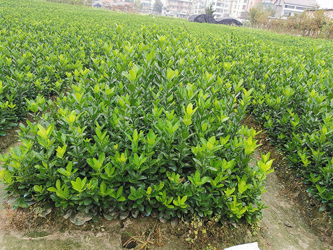 黄杨多少钱一棵?2020年黄杨价格最新价格 黄杨多少钱一棵?2020年黄杨价格最新价格