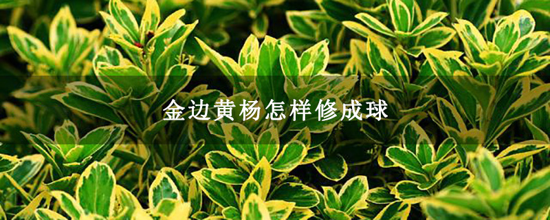 金边黄杨怎样修成球 金边黄杨怎样修成球