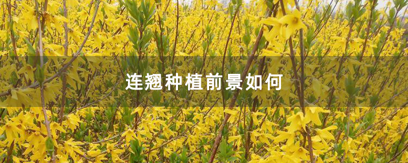 连翘种植前景如何 连翘种植前景如何