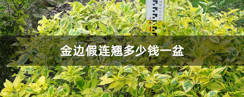 金边假连翘多少钱一盆 金边假连翘多少钱一盆