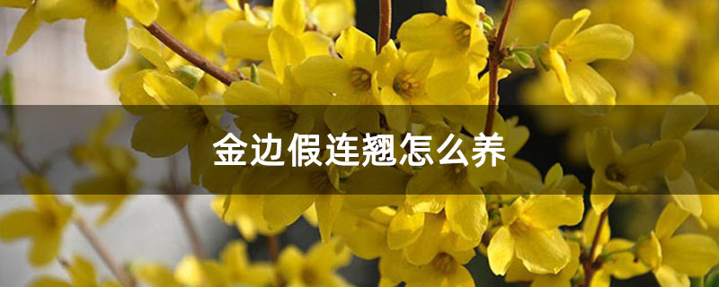 金边假连翘怎么养 金边假连翘怎么养