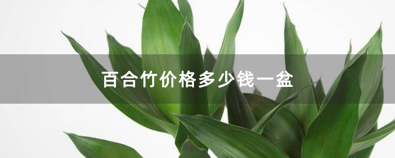 百合竹价格多少钱一盆