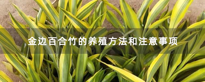 金边百合竹的养殖方法和注意事项 金边百合竹的养殖方法和注意事项
