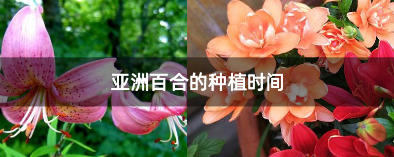 亚洲百合的种植时间 亚洲百合的种植时间