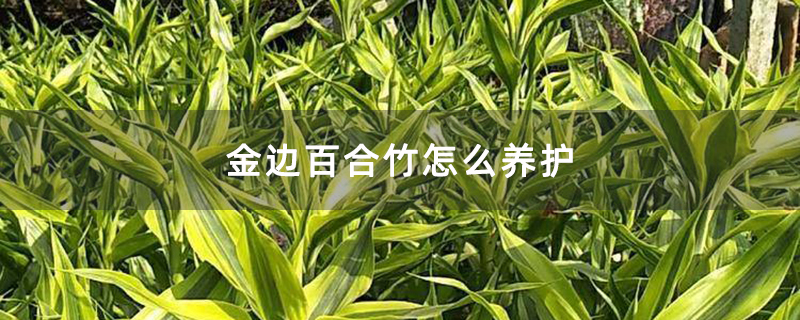 金边百合竹怎么养护 金边百合竹怎么养护